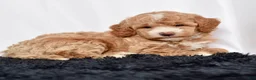 Mini Goldendoodle dogs for sale: Ms. Annabelle - Ad 7