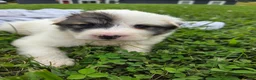 Great Pyrenees dogs for sale: Benjamin  - Ad 8