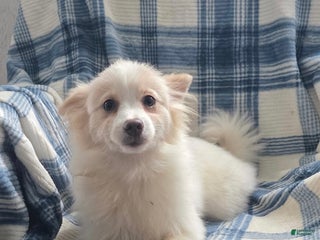 Pomeranian dogs Snow Bunny - Ad 12