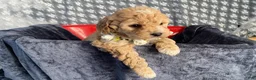 Mixed Breed dogs for sale: Kit - Ad 1