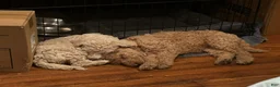 Goldendoodle dogs for sale: Miss Caramel - Ad 3