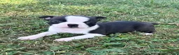 Boston Terrier dogs for sale: Uzi - Ad 1