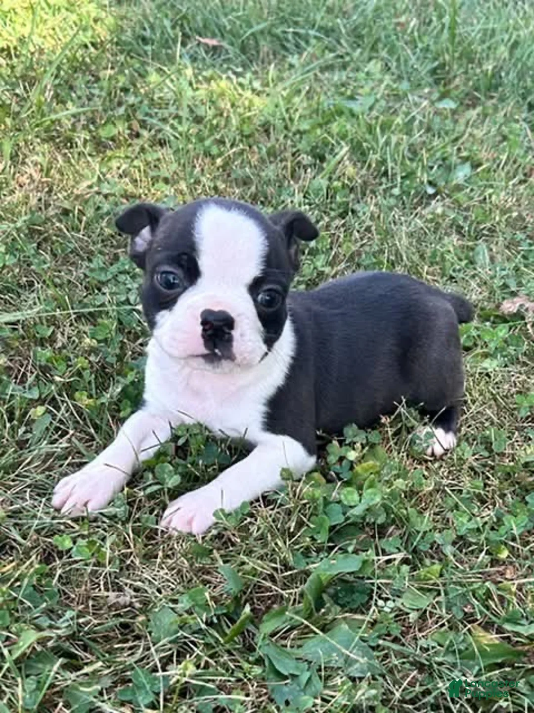 Boston Terrier dogs for sale: Uzi - Ad 1