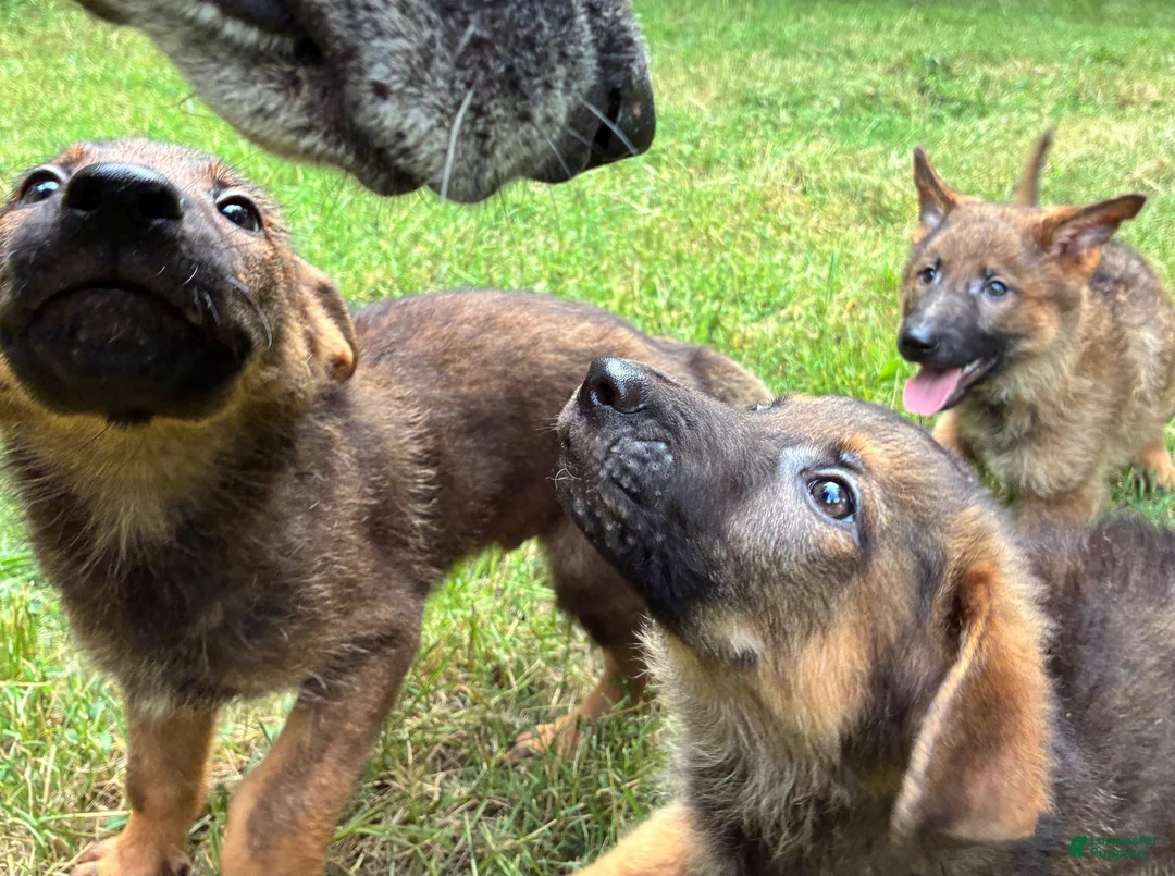 German Shepherd dogs for sale: German Shepherd Female - Ad 4