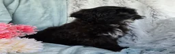 Shihpoo dogs for sale: Dawn - Ad 12