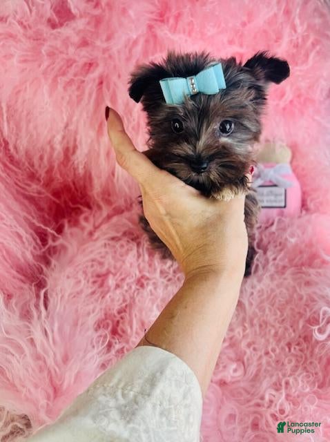Yorkshire Terrier dogs Yorkshire Terrier Puppy 1 - Ad 2