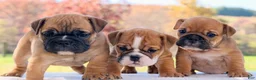 English Bulldog dogs for sale: Zoey - Ad 5