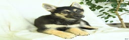 Gerberian Shepsky dogs for sale: Marigold - Ad 3