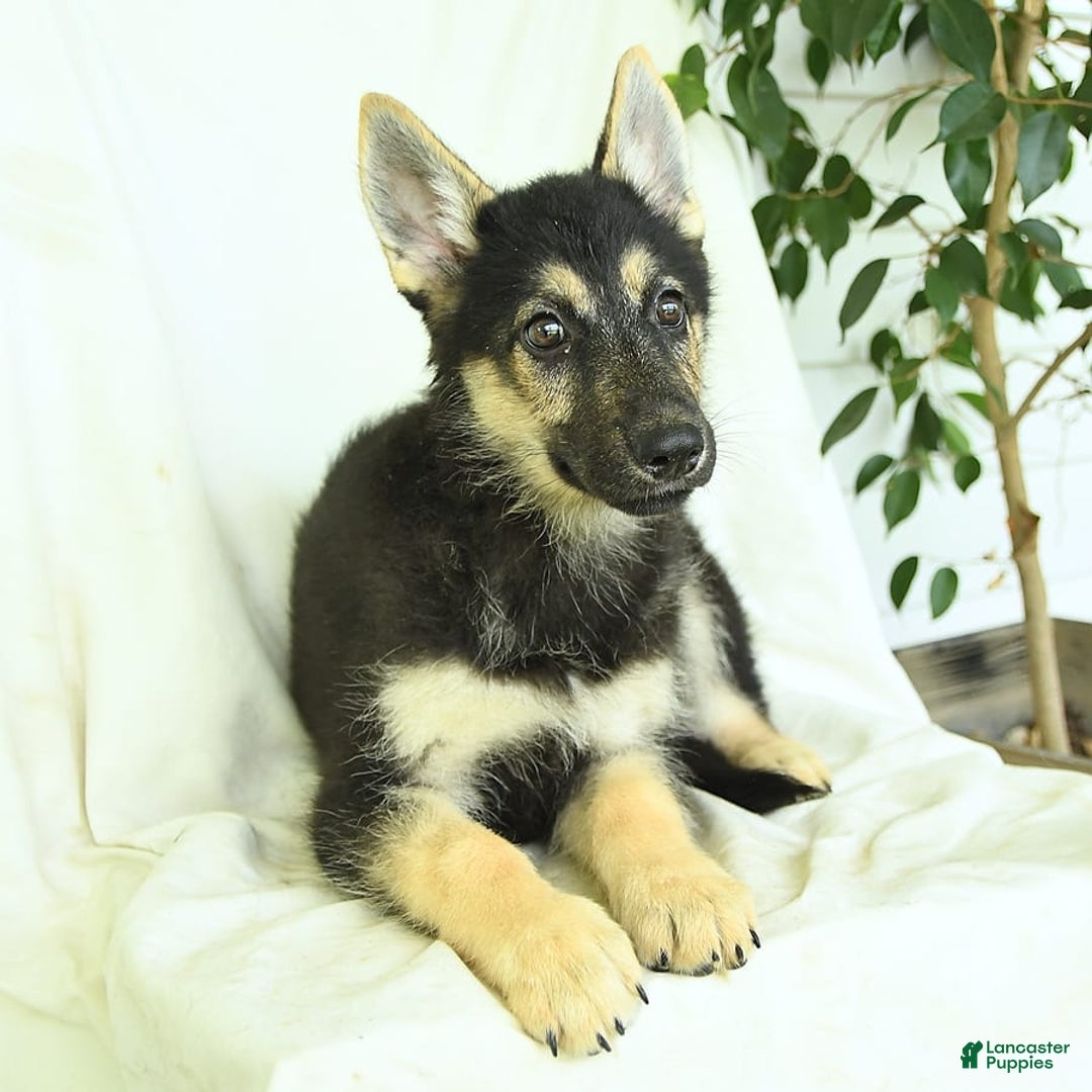 Gerberian Shepsky dogs for sale: Marigold - Ad 3