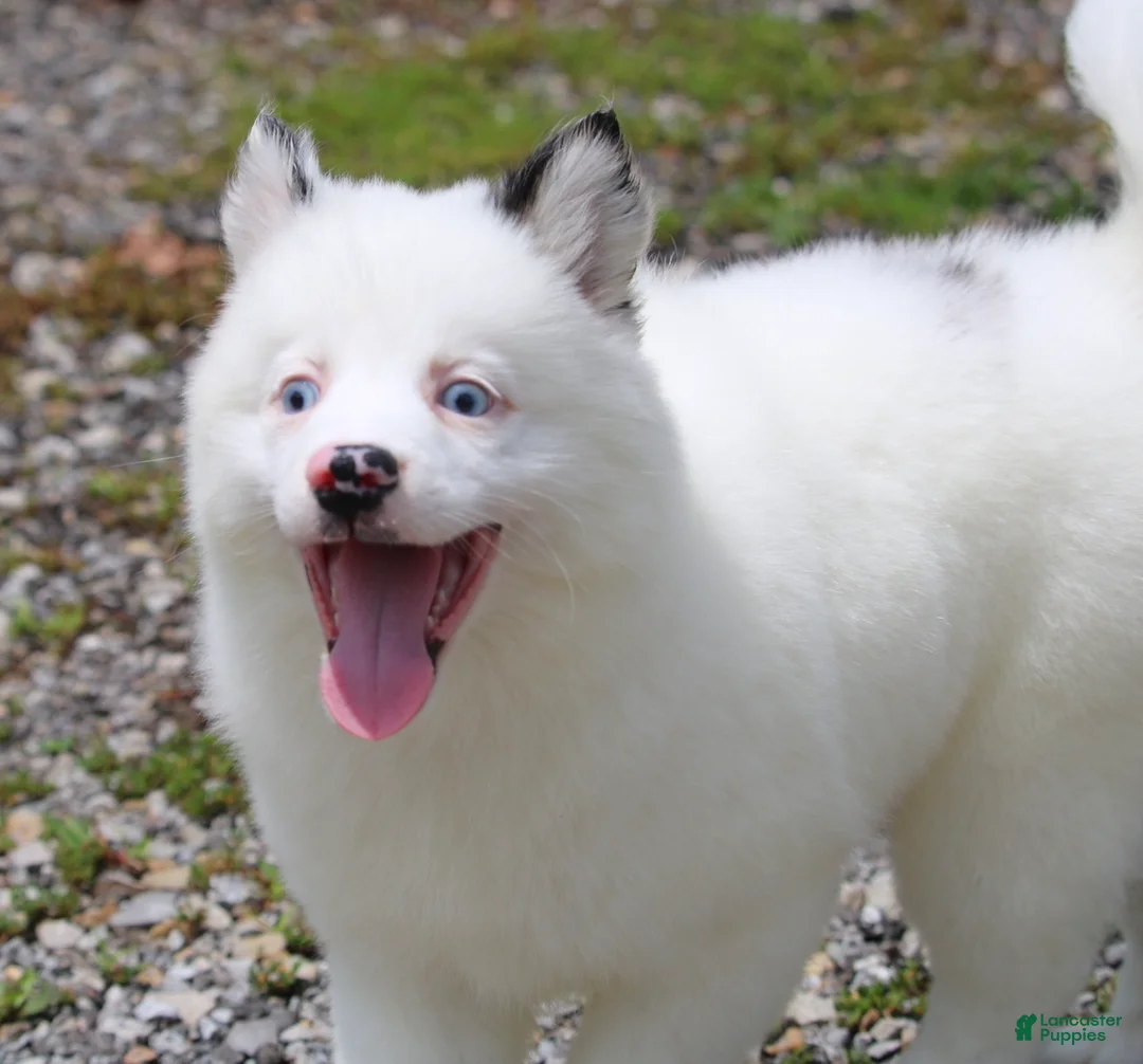 Pomsky dogs for sale: Prince - Ad 4