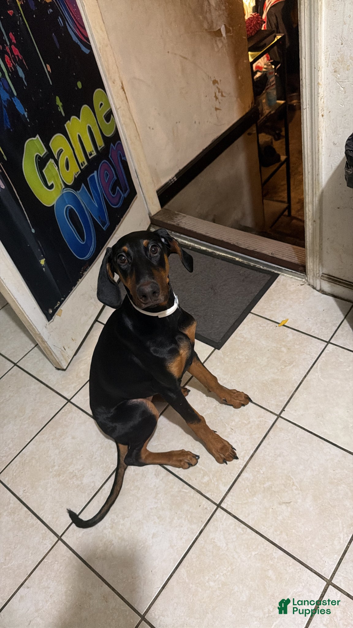 Doberman Pinscher dogs Leila - Ad 1
