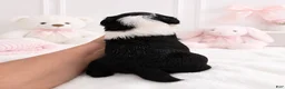 Sheepadoodle dogs for sale: Sheepadoodle 3 - Ad 5