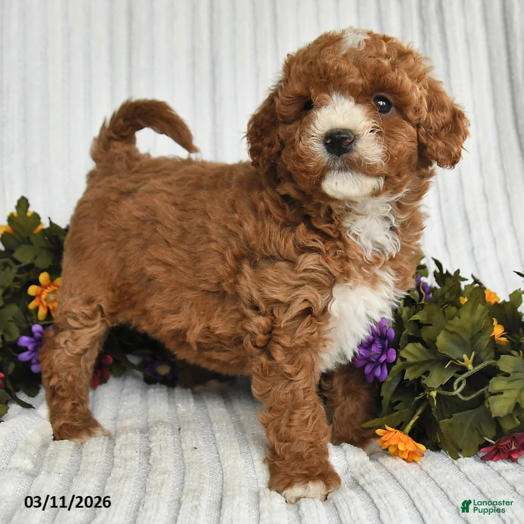 Mixed Breed dogs for sale: Polyanna - Ad 3