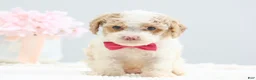 Toy Poodle dogs for sale: Barbie - Ad 2