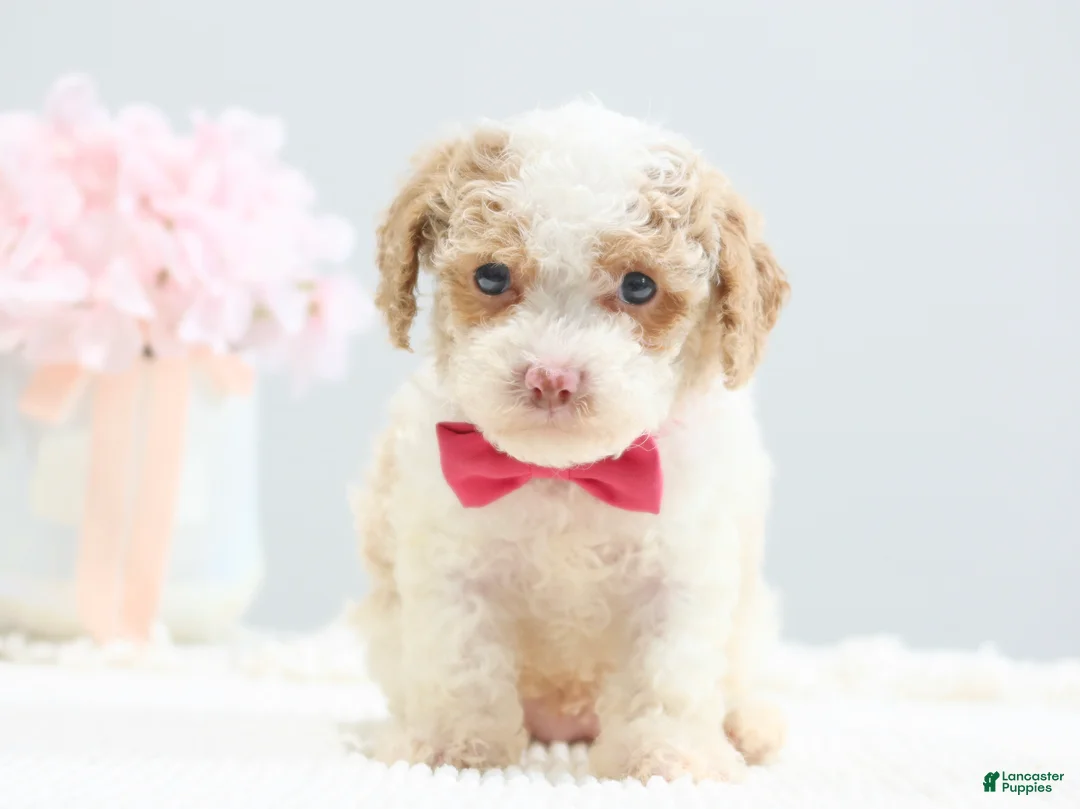 Toy Poodle dogs for sale: Barbie - Ad 2