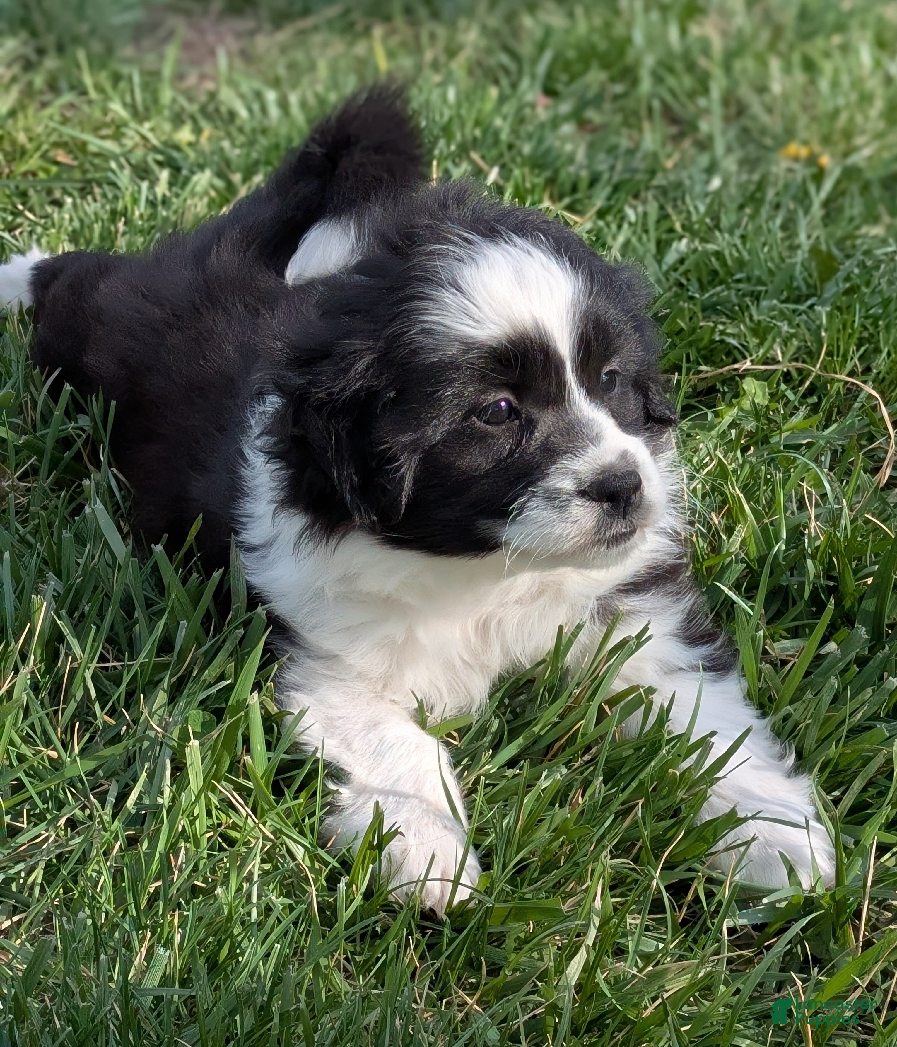 Aussiedoodle dogs Aussiedoodle Puppy 5 - Ad 3