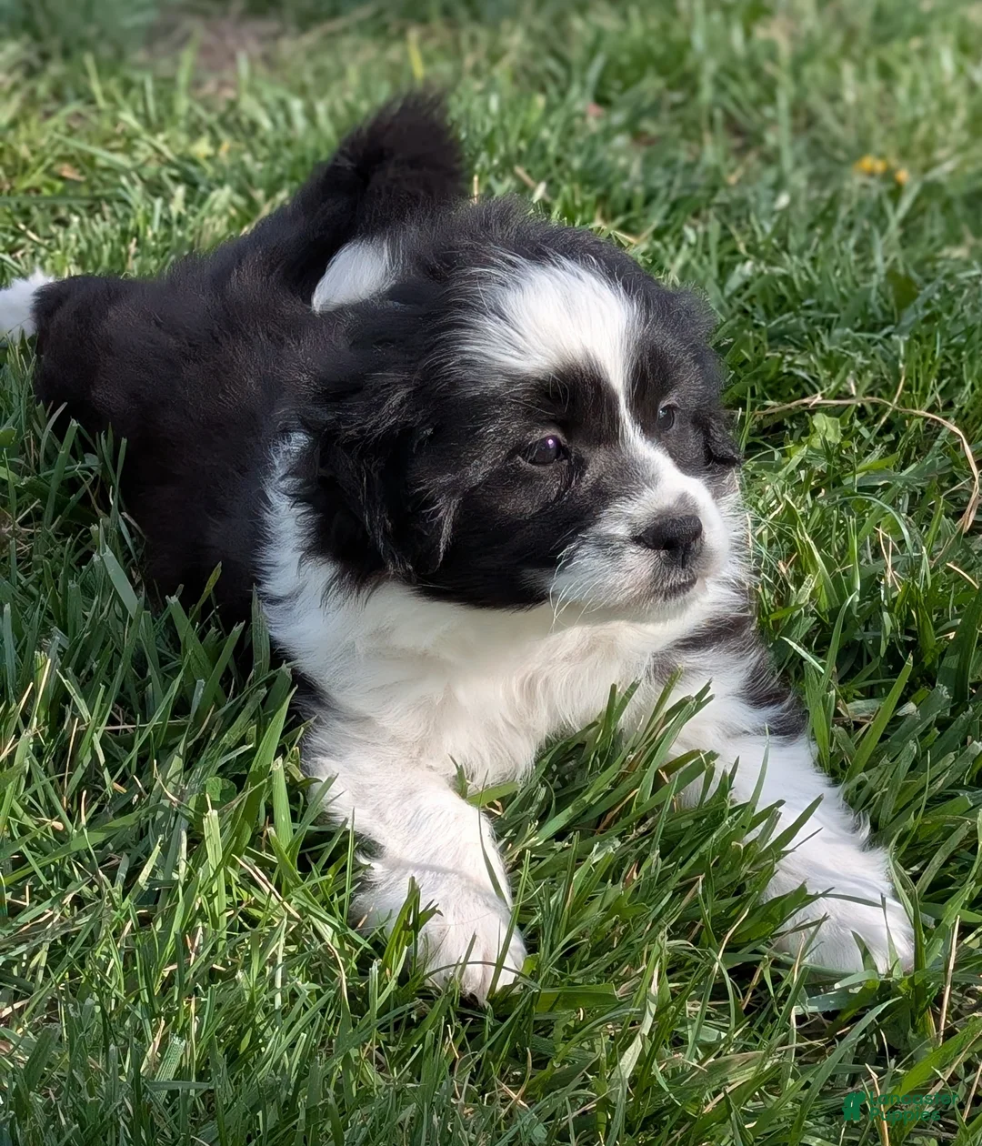 Aussiedoodle dogs for sale: Aussiedoodle Puppy 5 - Ad 1