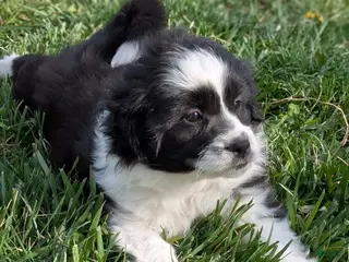 Aussiedoodle dogs Aussiedoodle Puppy 5 - Ad 3