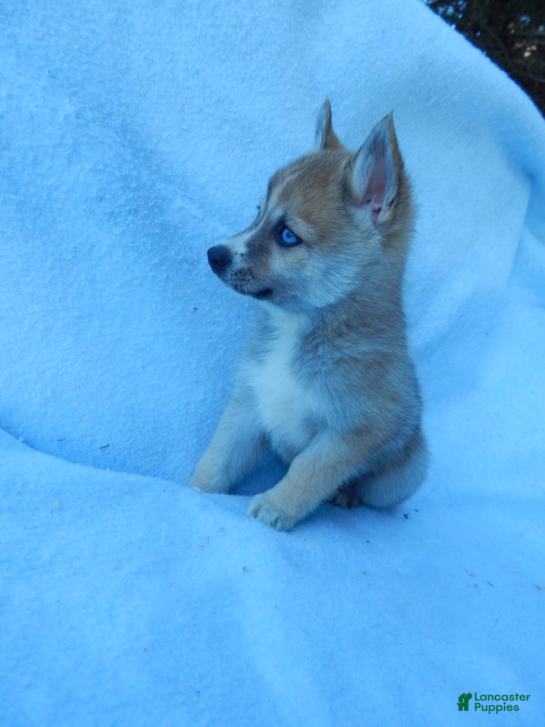 Pomsky dogs for sale: Jack - Ad 7