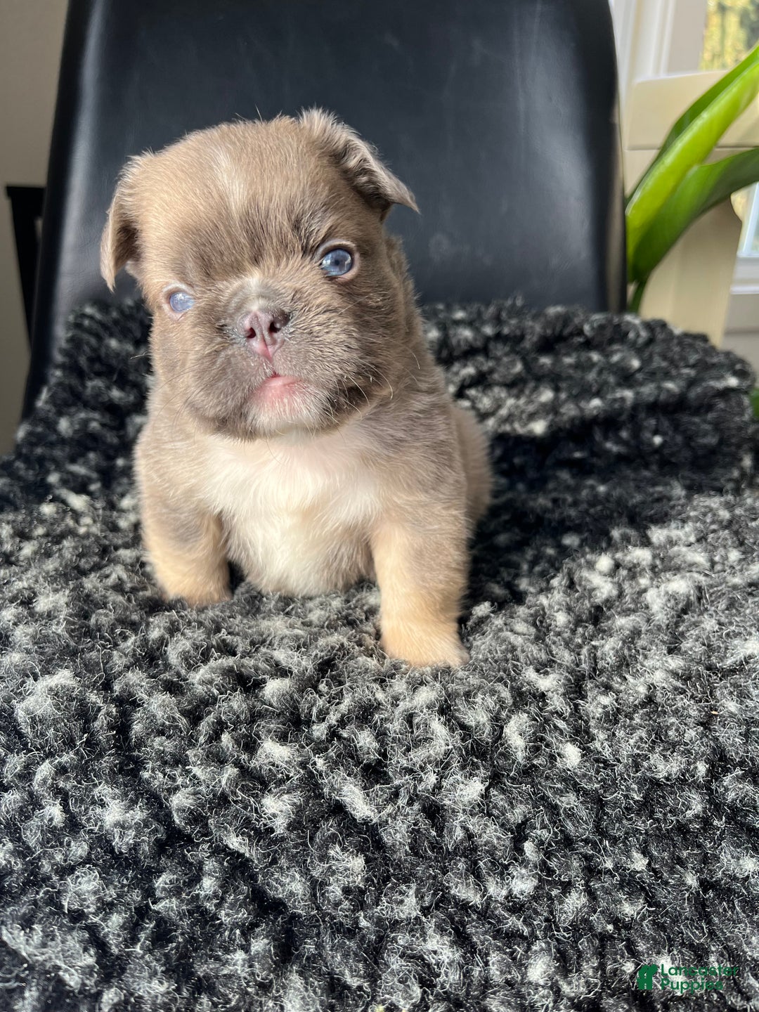 French Bulldog dogs for sale: Duke - Ad 6