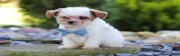 Cavapoo dogs for sale: Marley - Ad 5