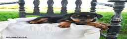Rottweiler dogs for sale: Royce - Ad 3