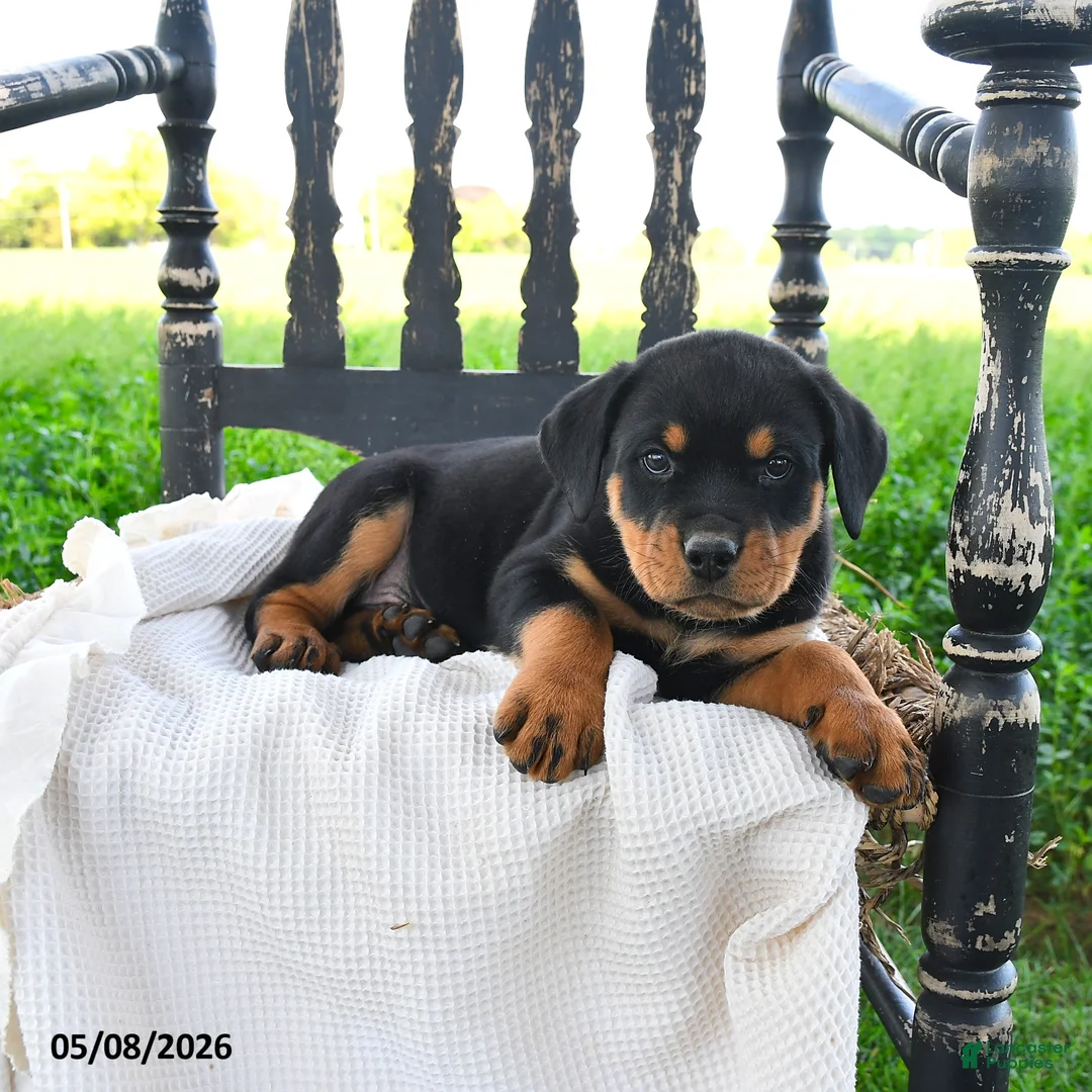 Rottweiler dogs for sale: Royce - Ad 3