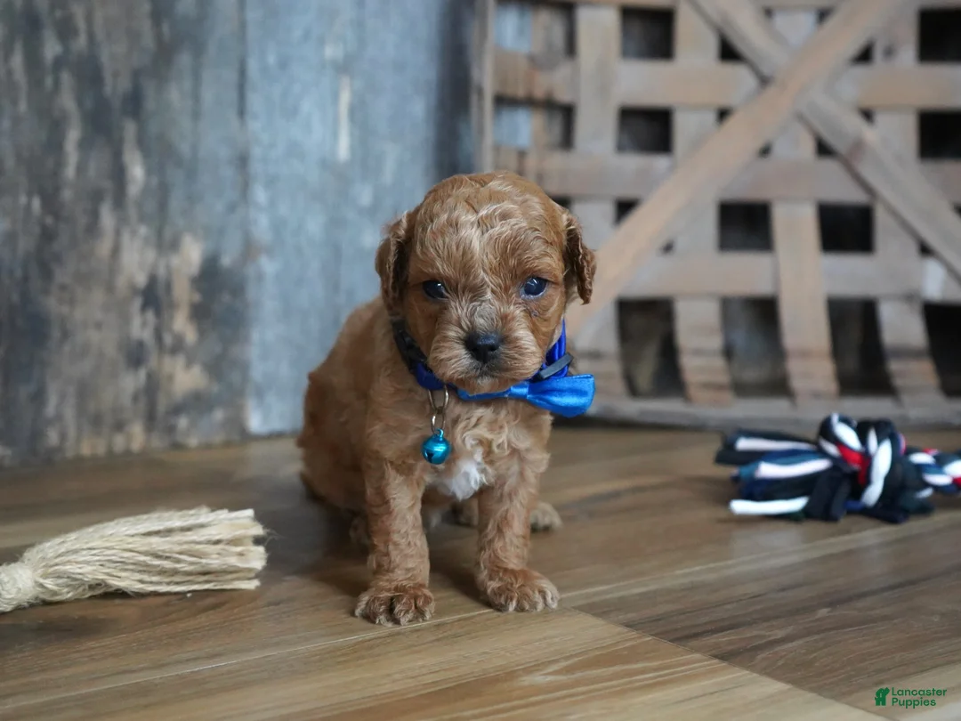Cavapoo dogs for sale: Luke - Ad 6