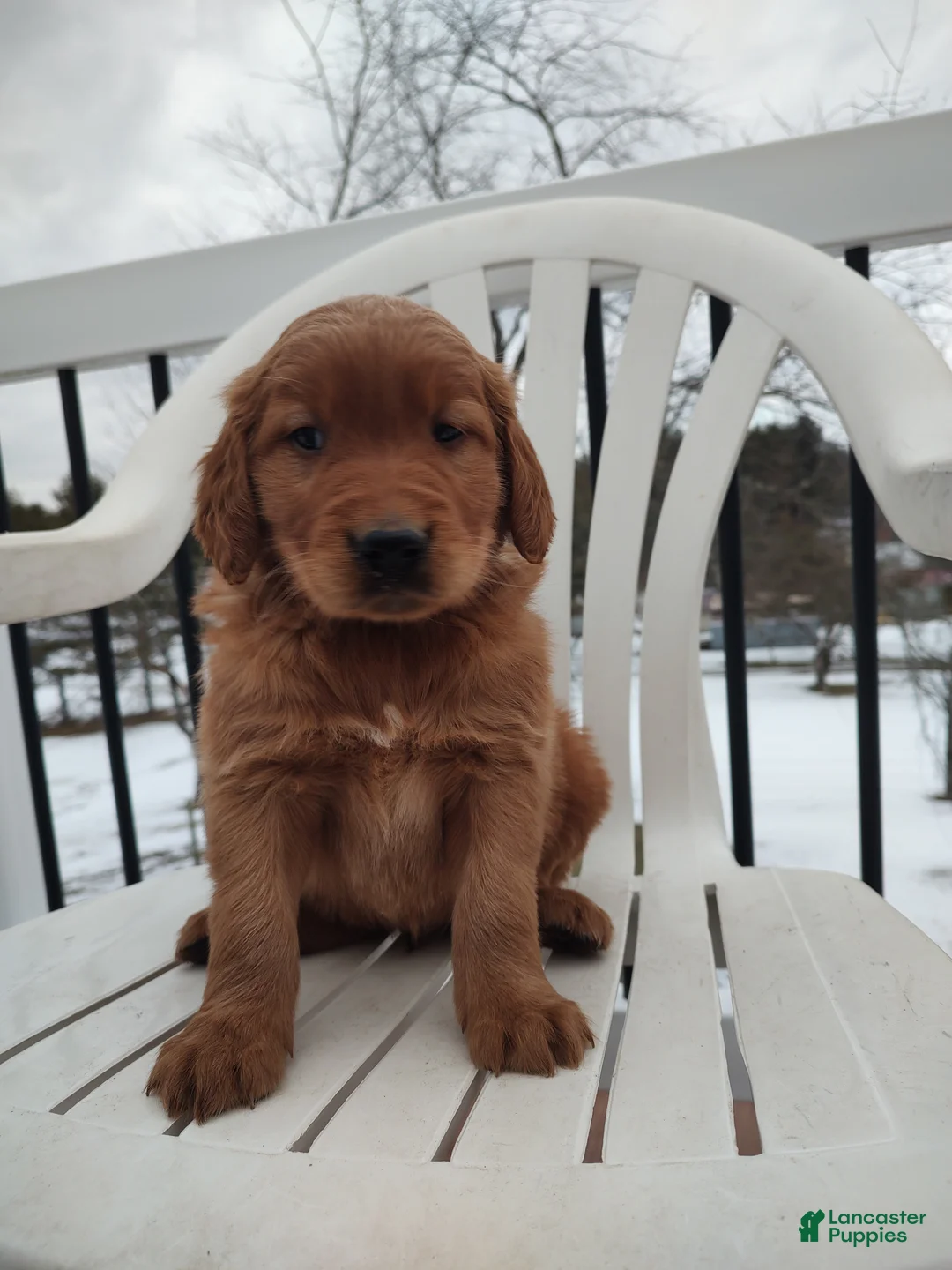 Mixed Breed dogs for sale: Buster  - Ad 3