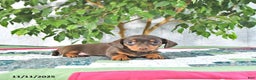 Miniature Dachshund dogs for sale: Millie - Ad 1