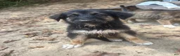 German Shepherd dogs for sale: German Shepherd 2 - Ad 16