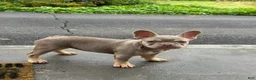 French Bulldog dogs for sale: Tula - Ad 3