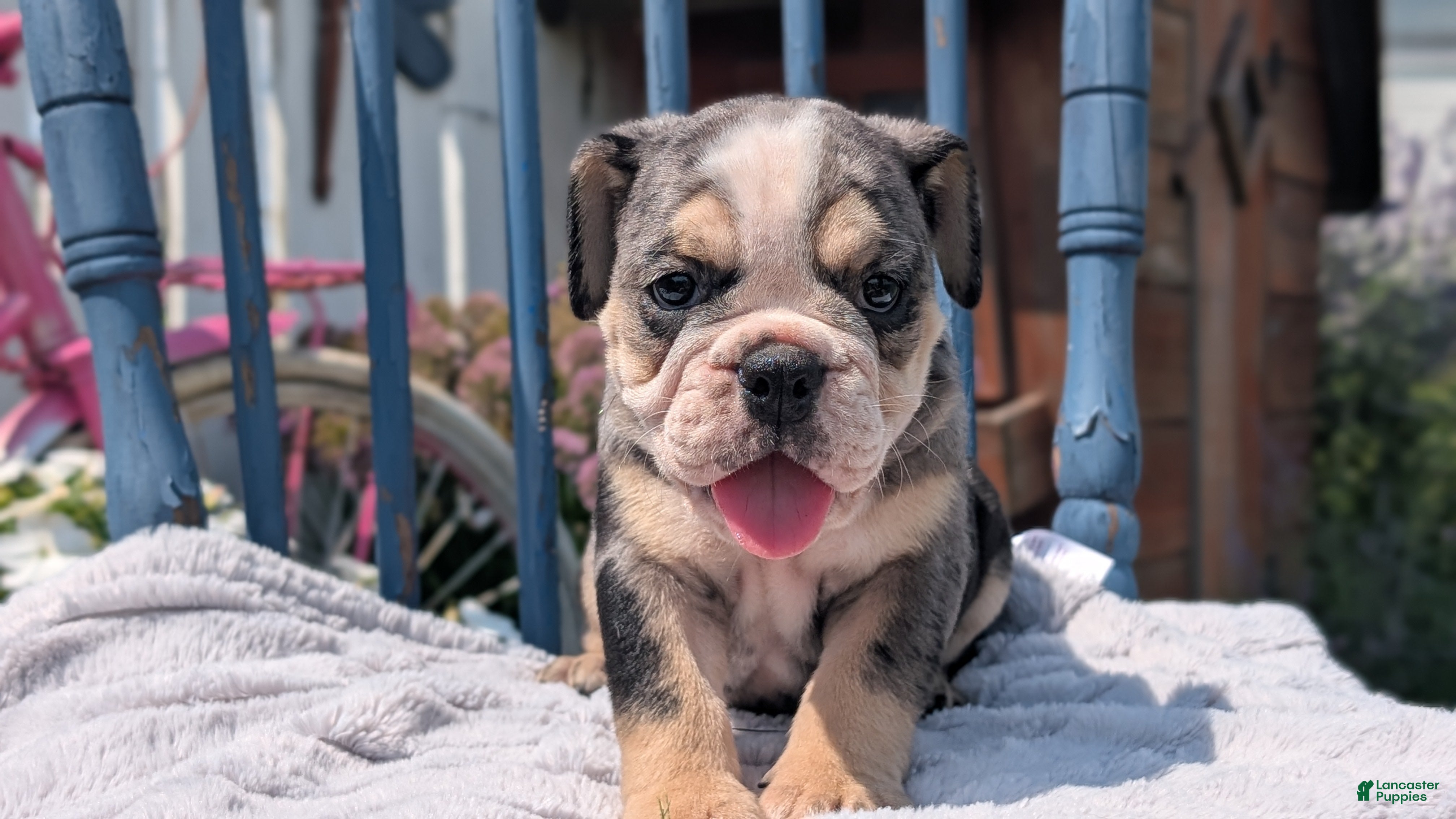 English Bulldog dogs Zane - Ad 2
