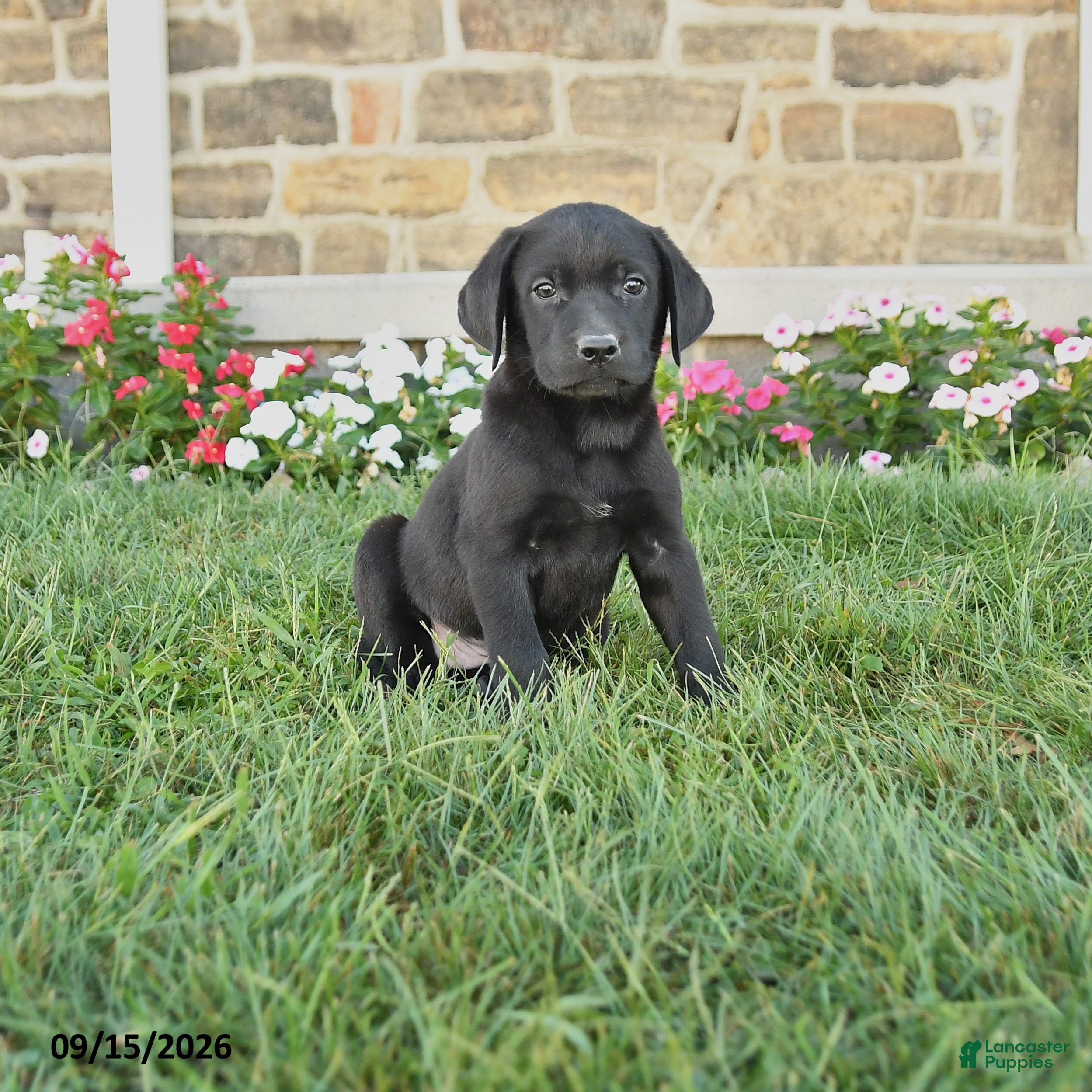 Labrador Retriever dogs Griffin - Ad 1