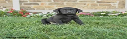 Labrador Retriever dogs for sale: Griffin - Ad 1