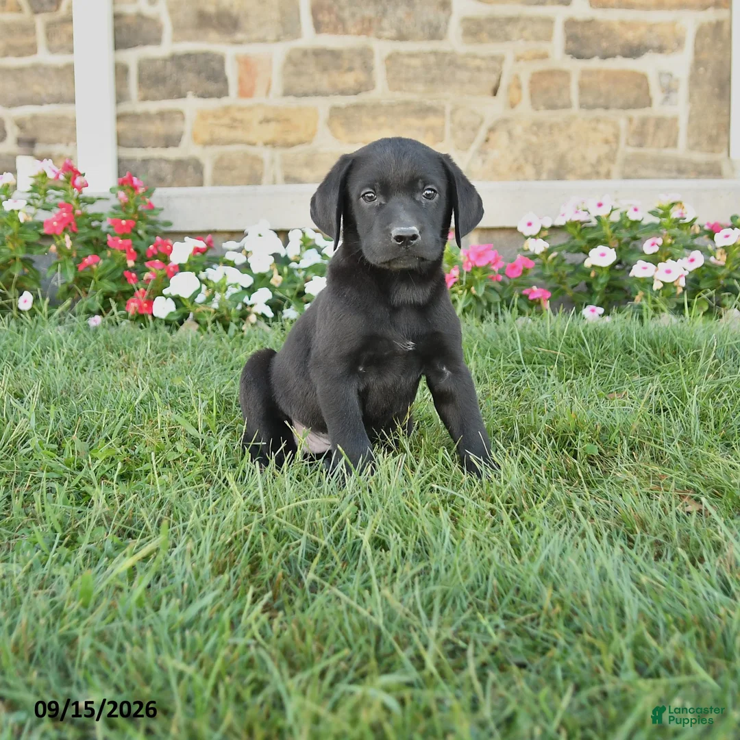 Labrador Retriever dogs for sale: Griffin - Ad 1