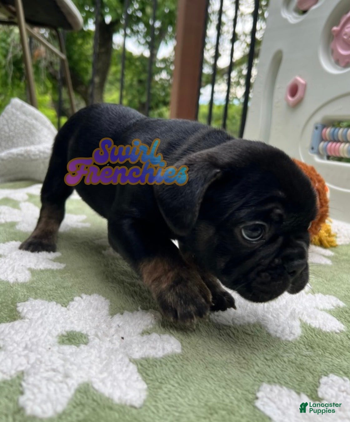 French Bulldog dogs Clove - Ad 2
