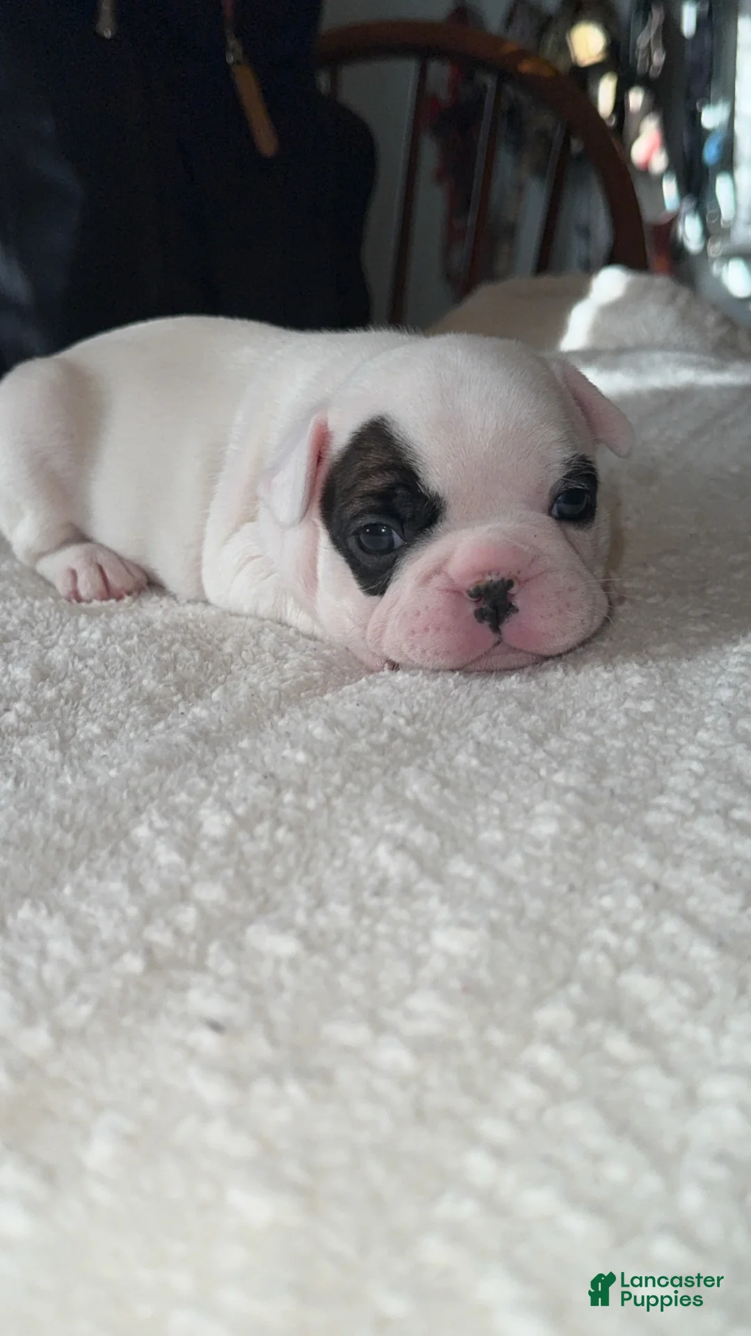 French Bulldog dogs for sale: French Bulldog Puppy 2 - Ad 2