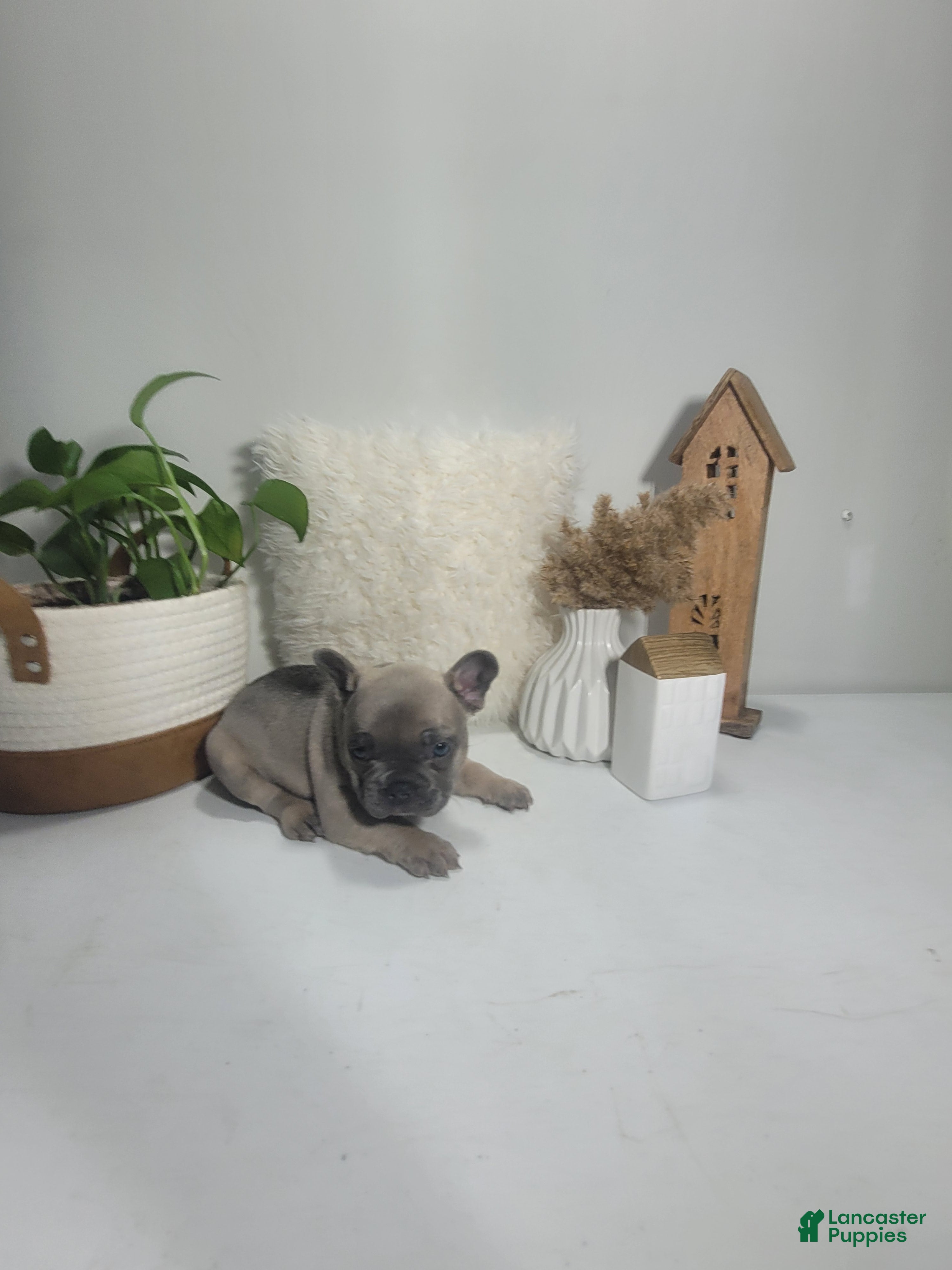 French Bulldog dogs for sale: French Bulldog Puppy 2 - Ad 3