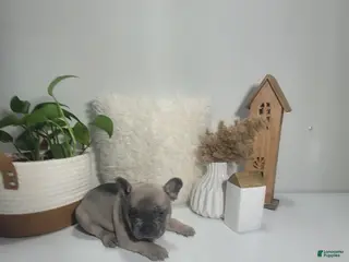 French Bulldog dogs for sale: French Bulldog Puppy 2 - Ad 3