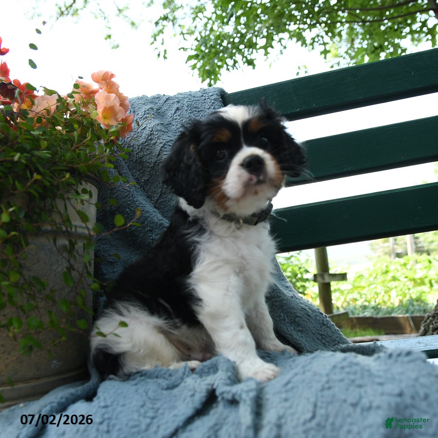 Cavalier King Charles Spaniel dogs Frisky - Ad 2