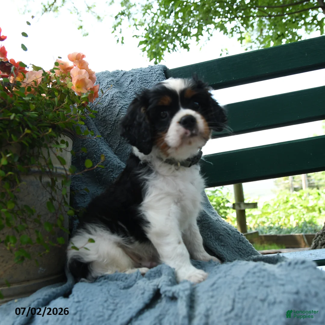 Cavalier King Charles Spaniel dogs for sale: Frisky - Ad 2