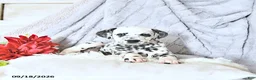 Dalmatian dogs for sale: Sage - Ad 4
