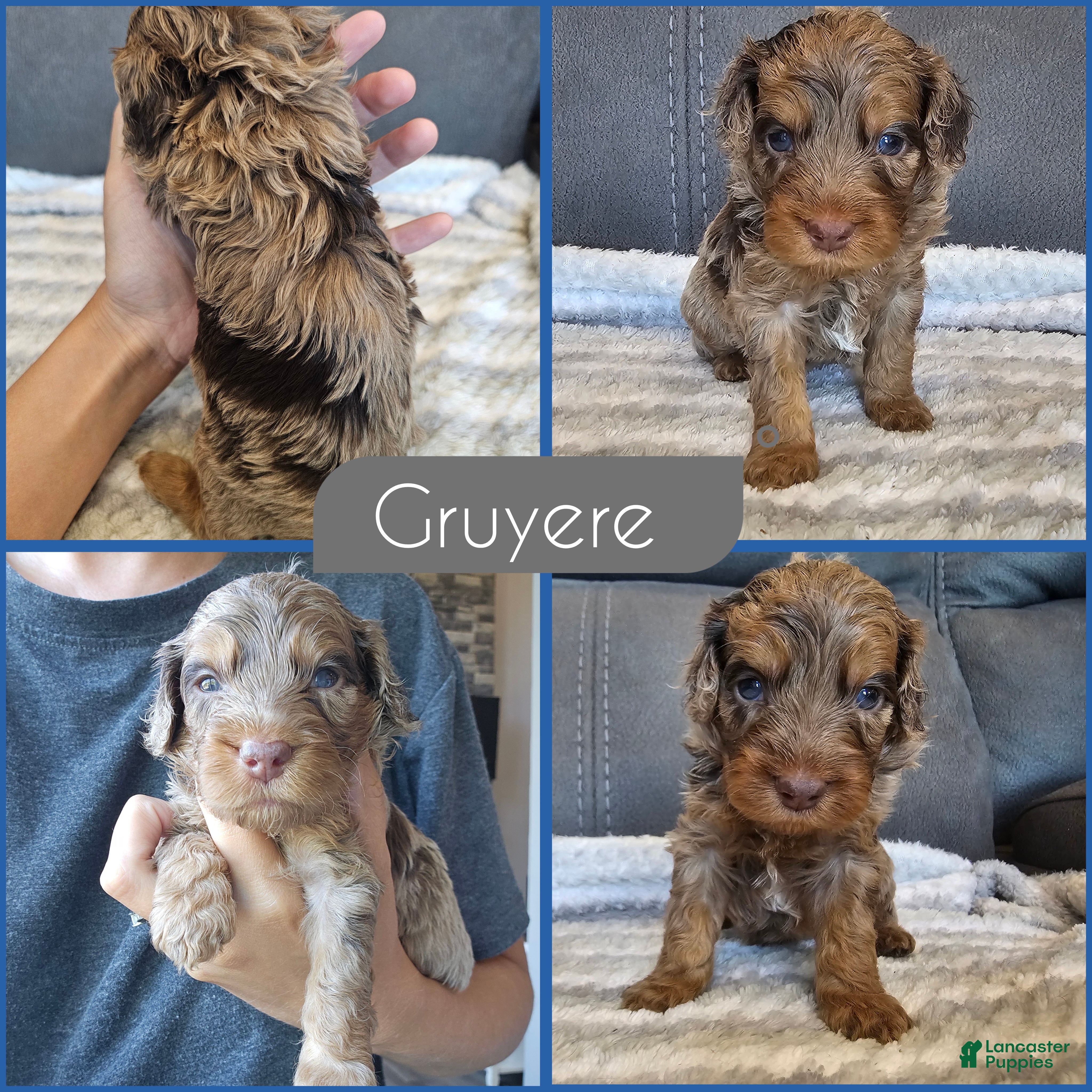 Cockapoo dogs Gruyere - Ad 1