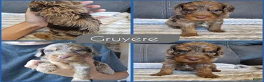 Gruyere