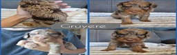 Cockapoo dogs for sale: Gruyere - Ad 1