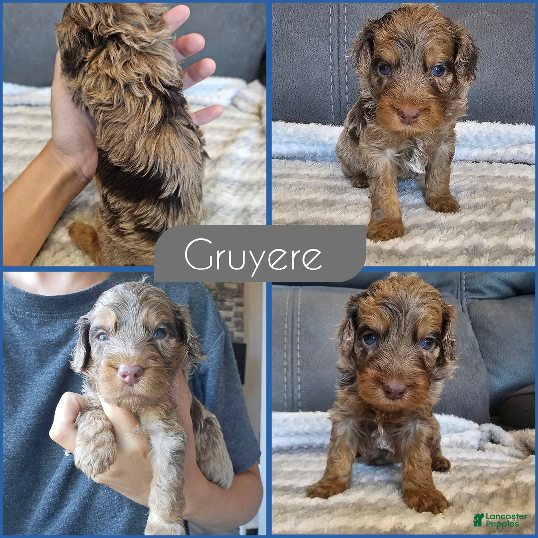 Cockapoo dogs for sale: Gruyere - Ad 1