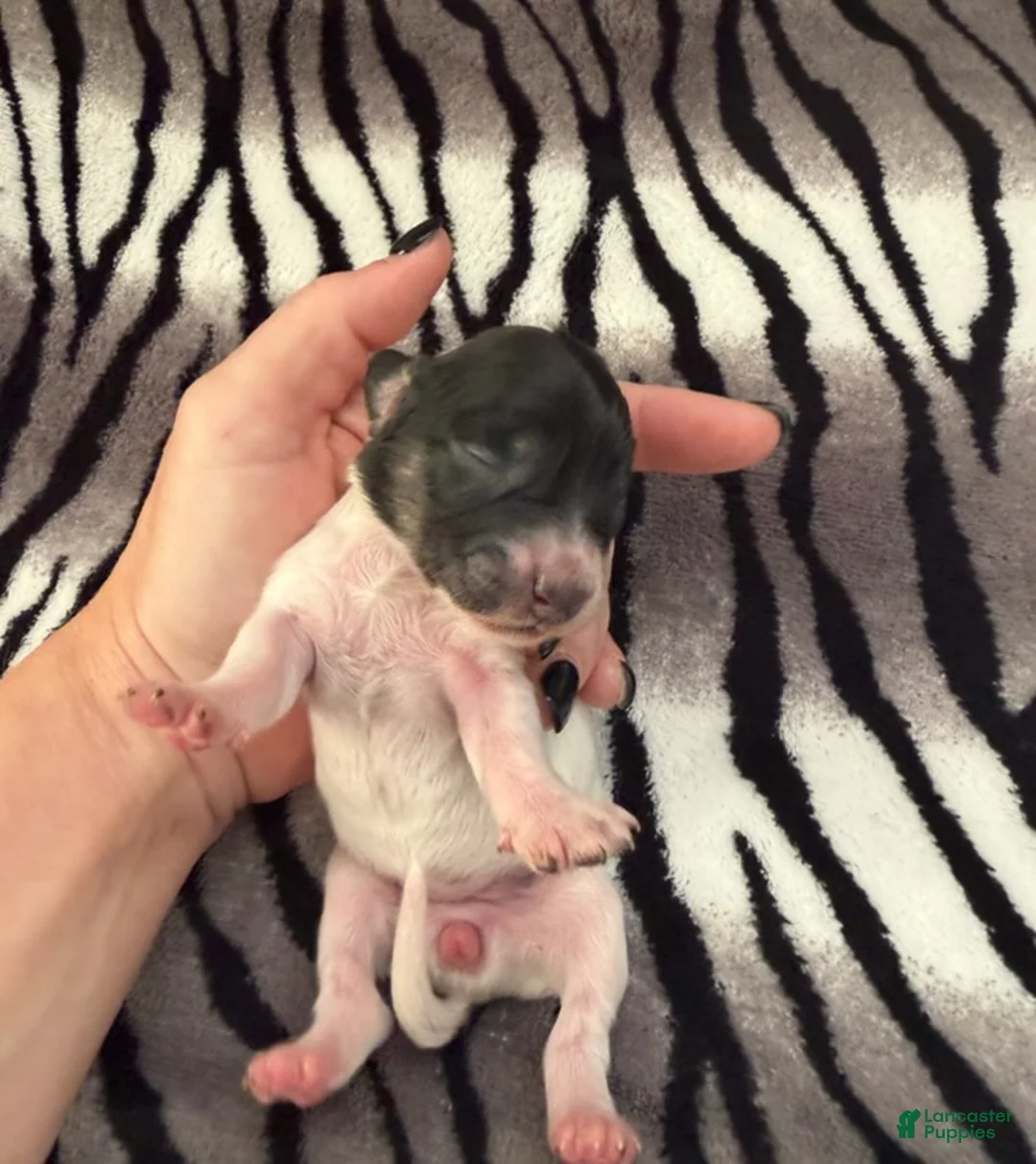 Dachshund dogs for sale: Black and cream pie  - Ad 3