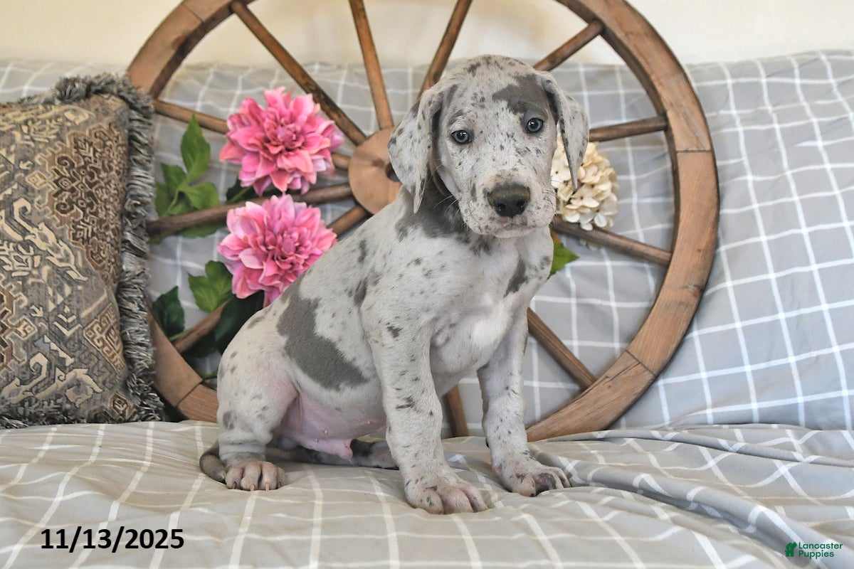Great Dane dogs Twister - Ad 19