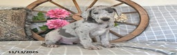 Great Dane dogs for sale: Twister - Ad 1